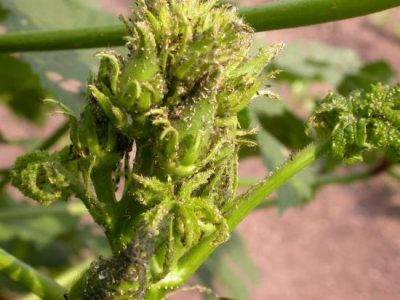 What's Bugging Your Garden?  Sucking Insects Image